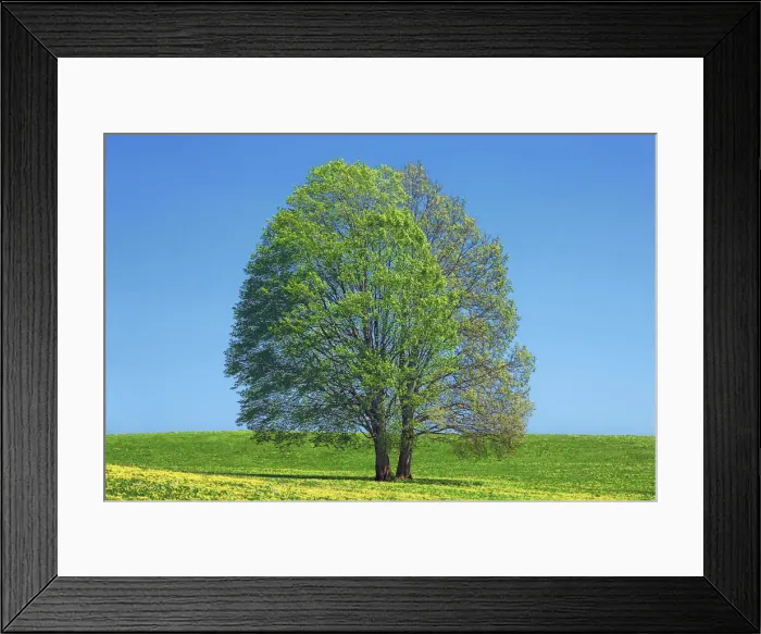 Framed Print : Norway maple on dandelion meadow - Germany, Bavaria, Upper Bavaria, Weilheim-Schongau