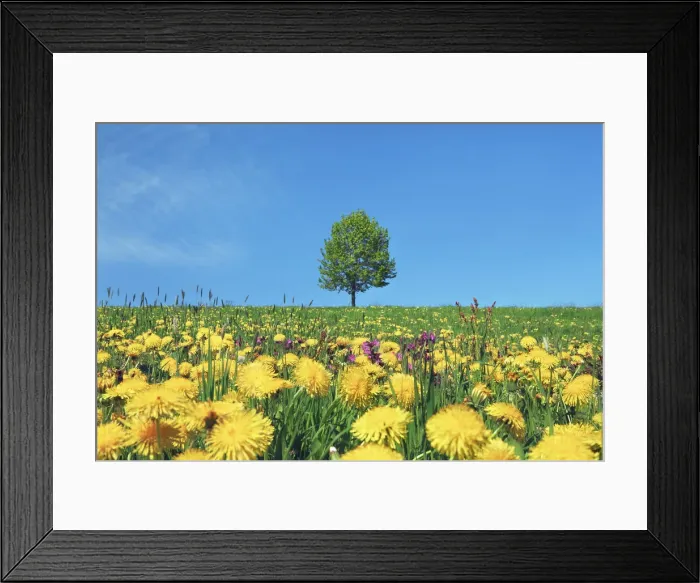 Framed Print : Lime tree on dandelion meadow - Germany, Bavaria, Swabia, Ostallg√§u, Halblech, Eschenberg - Allgau Framed Print : Lime tree on dandelion meadow - Germany, Bavaria, Swabia, Ostallg√§u, Halblech, Eschenberg - Allgau