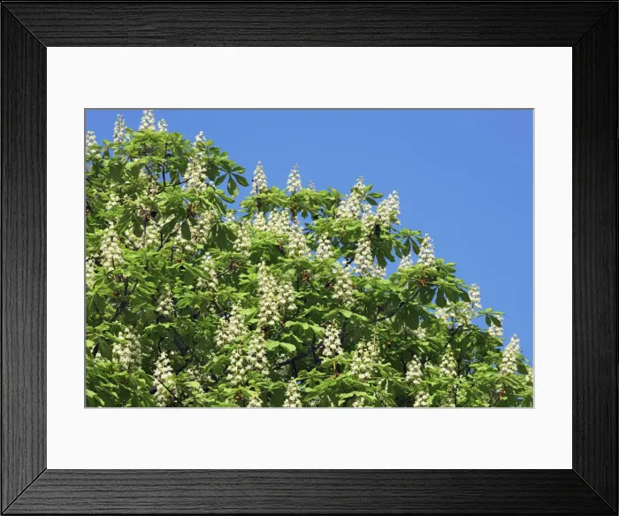 Framed Print : Horse chestnut in bloom - Germany, Bavaria, Upper Bavaria, Munich, Stra√ulach, Gro√udingharting Framed Print : Horse chestnut in bloom - Germany, Bavaria, Upper Bavaria, Munich, Stra√ulach, Gro√udingharting