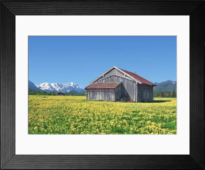 Framed Print : Farm barn on dandelion meadow - Germany, Bavaria, Upper Bavaria, Garmisch-Partenkirchen Framed Print : Farm barn on dandelion meadow - Germany, Bavaria, Upper Bavaria, Garmisch-Partenkirchen
