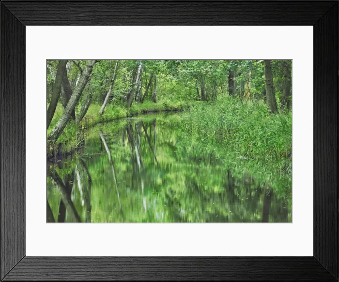 Framed Print : Birch forest with irrigation channel - Germany, Brandenburg, Oberspreewald-Lausitz Framed Print : Birch forest with irrigation channel - Germany, Brandenburg, Oberspreewald-Lausitz