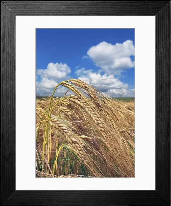 Framed Print : Barley - Germany, Bavaria, Upper Bavaria, Freising, Giggenhausen Framed Print : Barley - Germany, Bavaria, Upper Bavaria, Freising, Giggenhausen