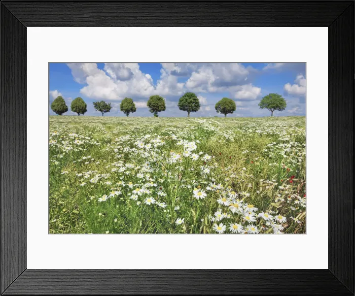Framed Print : Chamomile in rape field with maple alley - Germany, Bavaria, Upper Bavaria, Freising