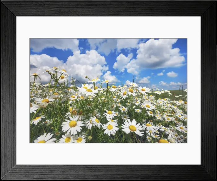 Framed Print : Chamomile and cumulonimbus clouds - Germany, Bavaria, Upper Bavaria, Freising Framed Print : Chamomile and cumulonimbus clouds - Germany, Bavaria, Upper Bavaria, Freising
