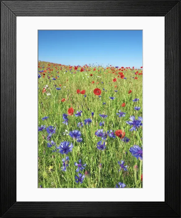 Framed Print : Cornflower and corn poppies - Germany, Bavaria, Upper Bavaria, Miesbach, Holzkirchen