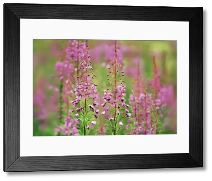 Framed Print : Fireweed - Germany, Bavaria, Upper Bavaria, Freising, Mainburg - Hallertau Framed Print : Fireweed - Germany, Bavaria, Upper Bavaria, Freising, Mainburg - Hallertau