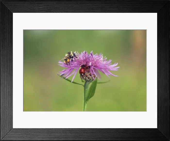 Framed Print : Brownray knapweed with bumblebee and ladybird - Germany, Bavaria, Upper Bavaria, Munich Framed Print : Brownray knapweed with bumblebee and ladybird - Germany, Bavaria, Upper Bavaria, Munich