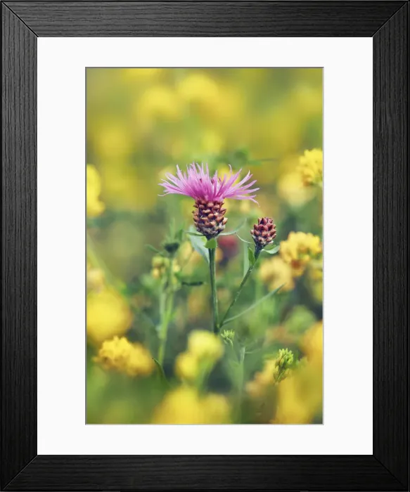 Framed Print : Brownray knapweed in trefoil field - Germany, Bavaria, Upper Bavaria, Munich Framed Print : Brownray knapweed in trefoil field - Germany, Bavaria, Upper Bavaria, Munich