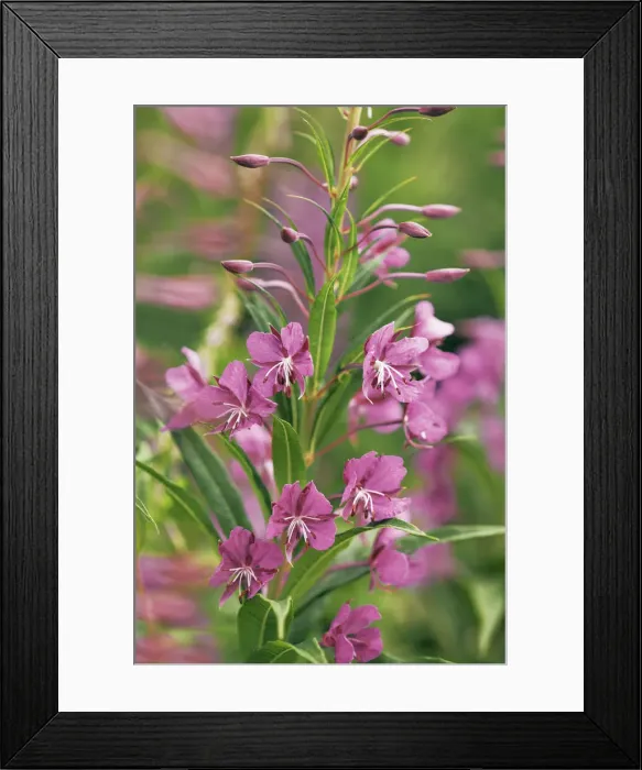 Framed Print : Fireweed - Italy, Veneto, Belluno, Dolomiti d Ampezzo Framed Print : Fireweed - Italy, Veneto, Belluno, Dolomiti d Ampezzo