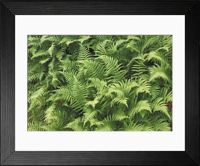 Framed Print : Fern - Norway, Sogn og Fjordane, Sognefjord, north of Dragsvik Framed Print : Fern - Norway, Sogn og Fjordane, Sognefjord, north of Dragsvik