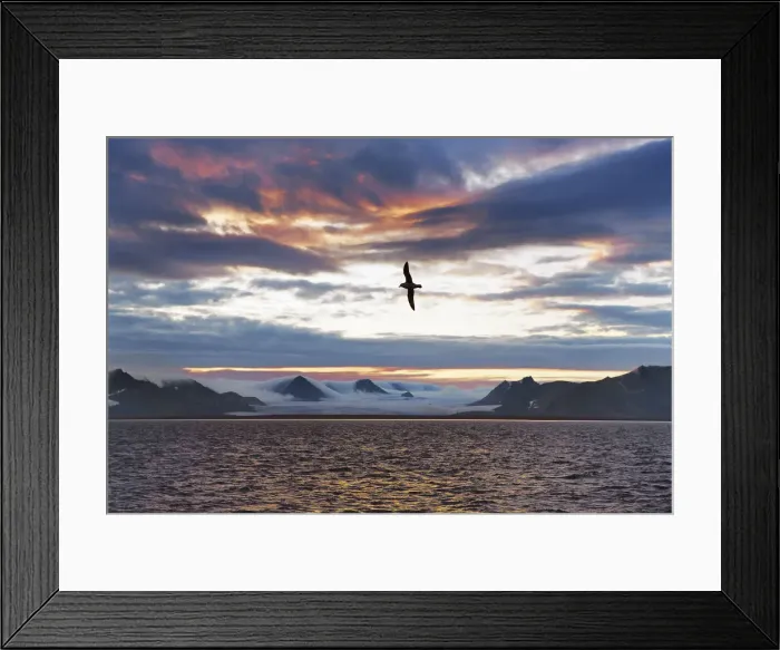 Framed Print : Glacier impression at Isfjorden with fulmar - Svalbard, Spitsbergen, Isfjorden Framed Print : Glacier impression at Isfjorden with fulmar - Svalbard, Spitsbergen, Isfjorden