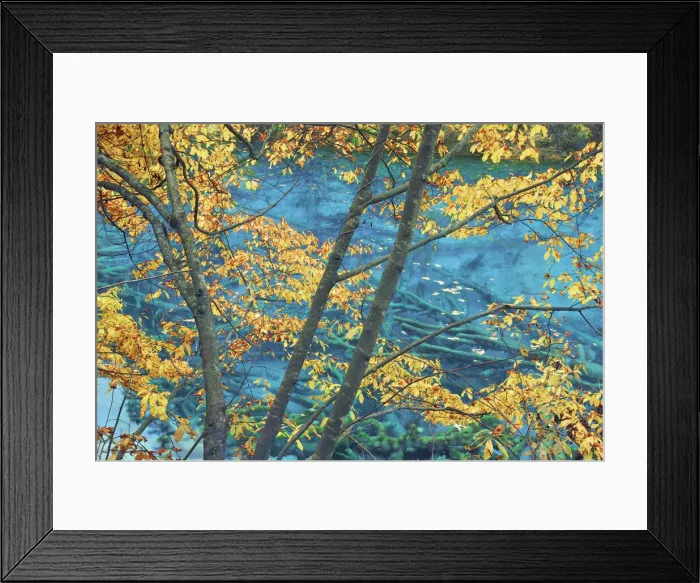 Framed Print : Mountain mixed forest in autumn colours - China, Sichuan, Jiuzhaigou, Peacock Lake Framed Print : Mountain mixed forest in autumn colours - China, Sichuan, Jiuzhaigou, Peacock Lake