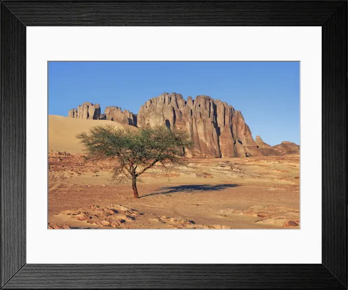 Framed Print : Erosion landscape with acacia in Tassili du Hoggar - Algeria, Tassili Hoggar Framed Print : Erosion landscape with acacia in Tassili du Hoggar - Algeria, Tassili Hoggar