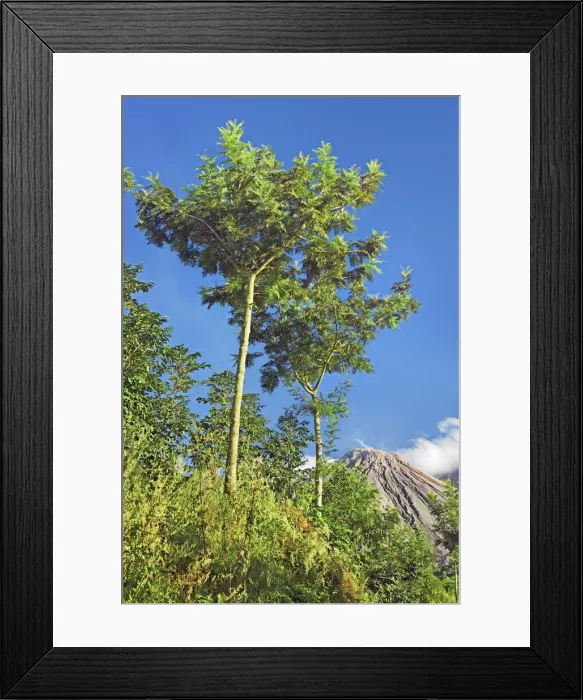 Framed Print : Santiaguito volcano - Guatemala, Quezaltenango, Santiaguito, from Finca El Faro Framed Print : Santiaguito volcano - Guatemala, Quezaltenango, Santiaguito, from Finca El Faro