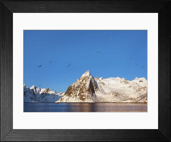 Framed Print : Coast mountain Klokketindenwith gulls - Norway, Nordland, Lofoten, Moskenesoya, Hamnoy