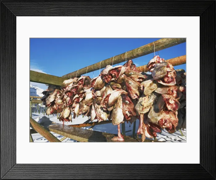 Framed Print : Dried fish hanging for drying - Norway, Nordland, Lofoten, Moskenesoya, Sakrisoy Framed Print : Dried fish hanging for drying - Norway, Nordland, Lofoten, Moskenesoya, Sakrisoy