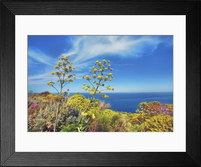 Framed Print : Giant fennel and tree spurge - Italy, Sicily, Messina, Eolian Islands, Stromboli Framed Print : Giant fennel and tree spurge - Italy, Sicily, Messina, Eolian Islands, Stromboli