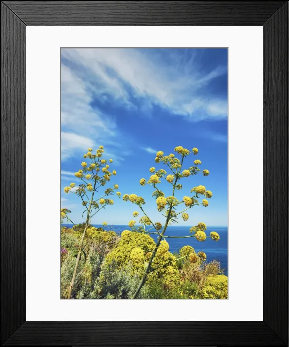 Framed Print : Giant fennel - Italy, Sicily, Messina, Eolian Islands, Stromboli, south shore Framed Print : Giant fennel - Italy, Sicily, Messina, Eolian Islands, Stromboli, south shore