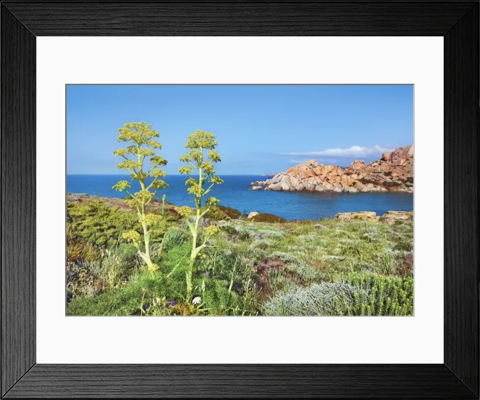 Framed Print : Coast impression Capo Testa with giant fennel - Italy, Sardinia, Olbia-Tempio