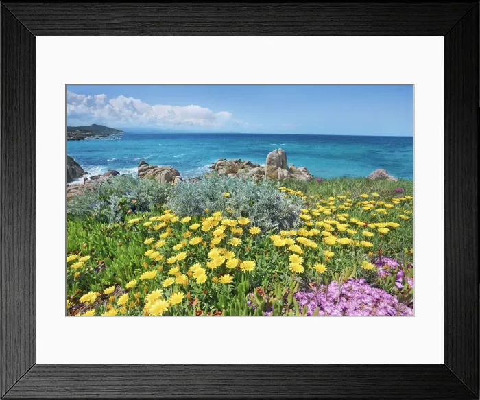 Framed Print : Coast landscape with hottentot figs - Italy, Sardinia, Olbia-Tempio Framed Print : Coast landscape with hottentot figs - Italy, Sardinia, Olbia-Tempio