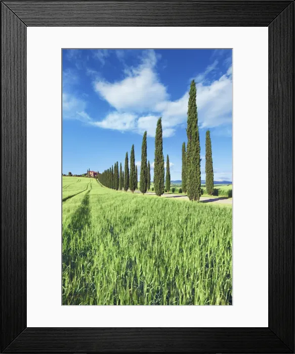 Framed Print : Agricultural landscape with cypresses - Italy, Tuscany, Siena, Val d Orcia Framed Print : Agricultural landscape with cypresses - Italy, Tuscany, Siena, Val d Orcia