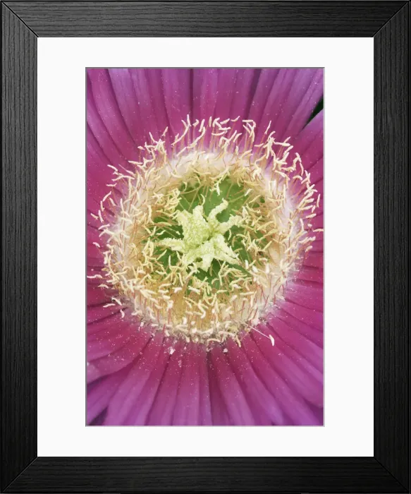 Framed Print : Elands sourfig - Italy, Sardinia, Olbia-Tempio, Olbia, Cugnana