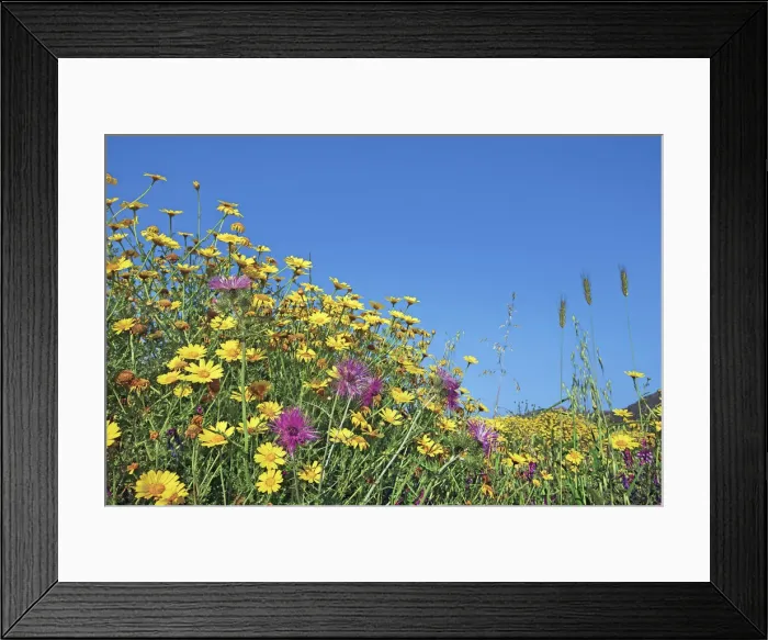 Framed Print : Yellow chamomile with knapweed - Italy, Sardinia, Olbia-Tempio, Olbia, north of Framed Print : Yellow chamomile with knapweed - Italy, Sardinia, Olbia-Tempio, Olbia, north of