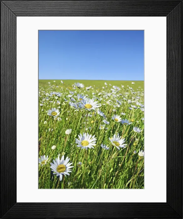 Framed Print : Oxeye daisy meadow at street - Netherlands, North Holland, Texel Framed Print : Oxeye daisy meadow at street - Netherlands, North Holland, Texel