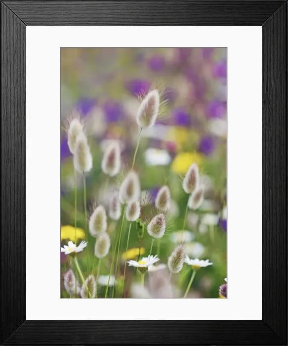 Framed Print : Hares tail grass - France, Corsica, Corse du Sud, Piana Framed Print : Hares tail grass - France, Corsica, Corse du Sud, Piana