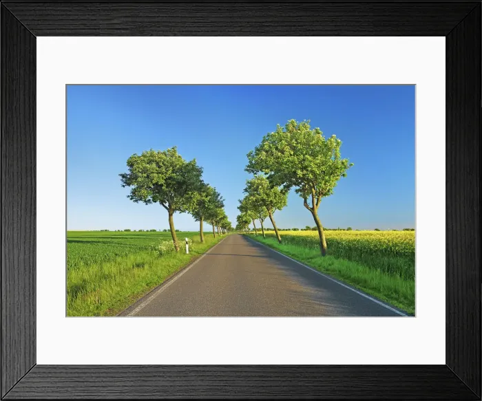 Framed Print : Alley with windblown trees - Germany, Schleswig-Holstein, Ostholstein, Fehmarn, Sulsdorf Framed Print : Alley with windblown trees - Germany, Schleswig-Holstein, Ostholstein, Fehmarn, Sulsdorf