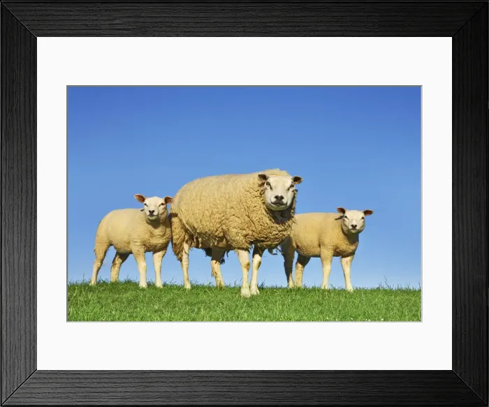 Framed Print : Merino sheep mother and lambs - Netherlands, North Holland, Texel Framed Print : Merino sheep mother and lambs - Netherlands, North Holland, Texel