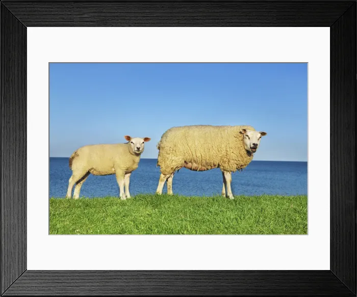 Framed Print : Merino sheep mother and lamb - Netherlands, North Holland, Texel Framed Print : Merino sheep mother and lamb - Netherlands, North Holland, Texel