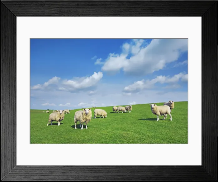 Framed Print : Merino sheep flock - Germany, Schleswig-Holstein, North Frisia, Nordsee-Treene