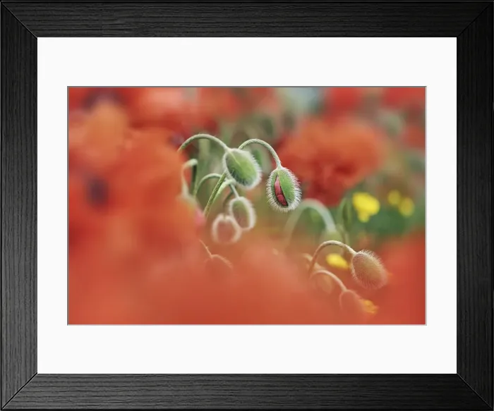 Framed Print : Oriental poppy buds - Netherlands, North Holland, Texel, De Hoorn - West Frisian Islands Framed Print : Oriental poppy buds - Netherlands, North Holland, Texel, De Hoorn - West Frisian Islands