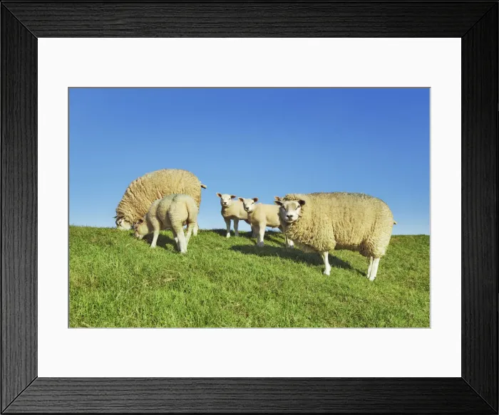 Framed Print : Merino sheep flock - Netherlands, North Holland, Texel, De Cocksdorp - West Frisian Framed Print : Merino sheep flock - Netherlands, North Holland, Texel, De Cocksdorp - West Frisian