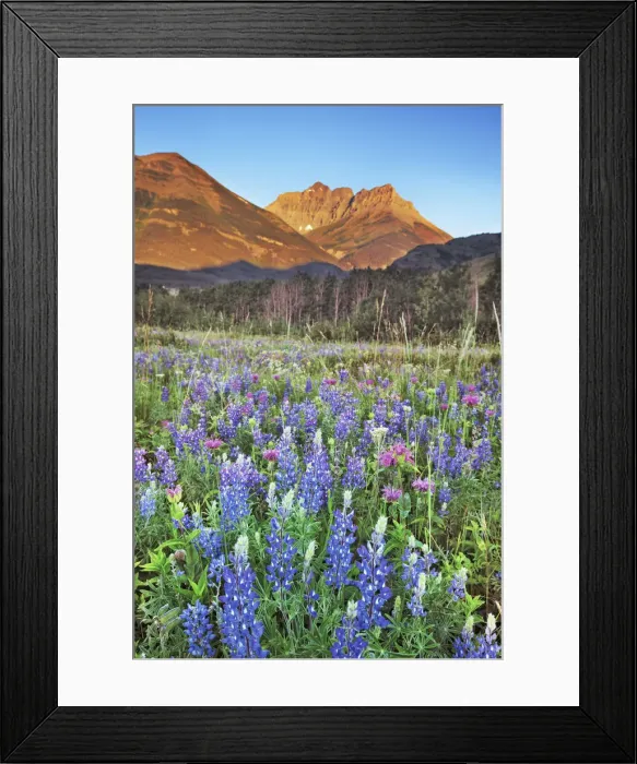 Framed Print : Flower meadow with lupines - Canada, Alberta, Waterton Lakes National Park Framed Print : Flower meadow with lupines - Canada, Alberta, Waterton Lakes National Park