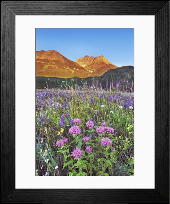 Framed Print : Flower meadow with wild bergamots and lupines - Canada, Alberta Framed Print : Flower meadow with wild bergamots and lupines - Canada, Alberta