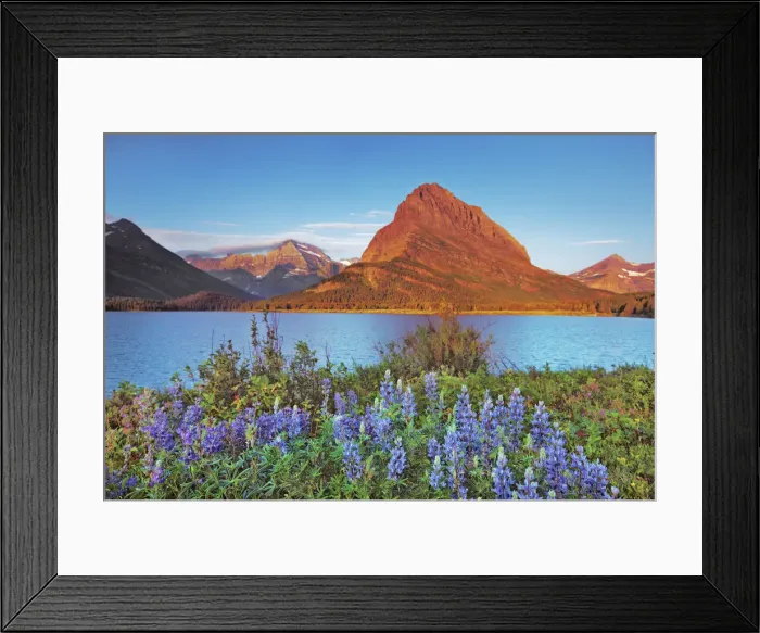 Framed Print : lupines at Swiftcurrent Lake with Mount Grinnell - USA, Montana, Glacier National Park Framed Print : lupines at Swiftcurrent Lake with Mount Grinnell - USA, Montana, Glacier National Park
