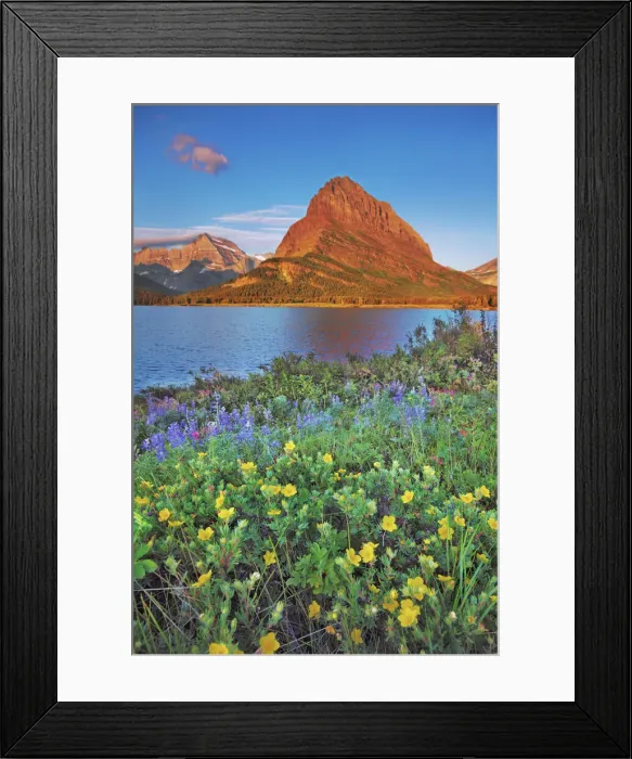 Framed Print : wildflowers at Swiftcurrent Lake with Mount Grinnell - USA, Montana Framed Print : wildflowers at Swiftcurrent Lake with Mount Grinnell - USA, Montana