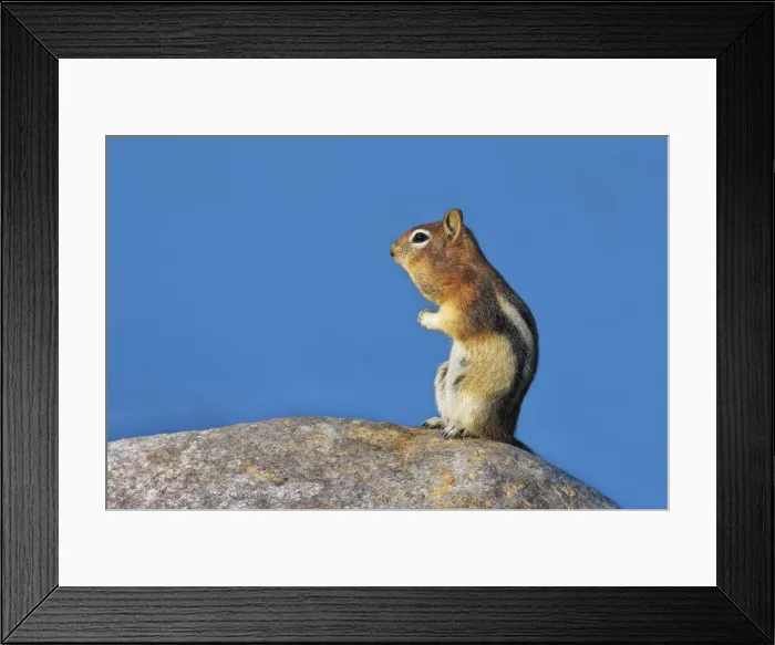 Framed Print : Chipmunk in alarm position - Canada, Alberta, Kananaskis Country Framed Print : Chipmunk in alarm position - Canada, Alberta, Kananaskis Country