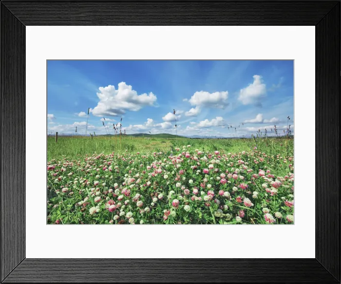 Framed Print : Grass land with clover - Canada, Alberta, Longview, south of Framed Print : Grass land with clover - Canada, Alberta, Longview, south of