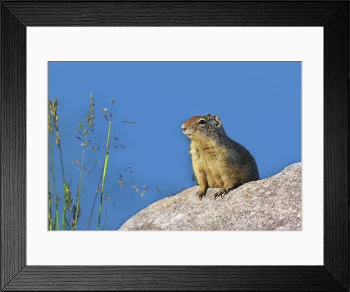 Framed Print : Ground squirrel in alarm position - Canada, Alberta, Kananaskis Country Framed Print : Ground squirrel in alarm position - Canada, Alberta, Kananaskis Country
