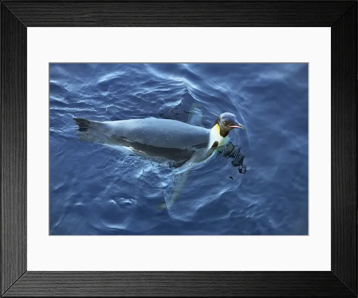 Framed Print : Emperor penguin - Antarctica, Weddell Sea, Queen Maud Land, Ekstrom Ice Shelf, Atka Bay Framed Print : Emperor penguin - Antarctica, Weddell Sea, Queen Maud Land, Ekstrom Ice Shelf, Atka Bay