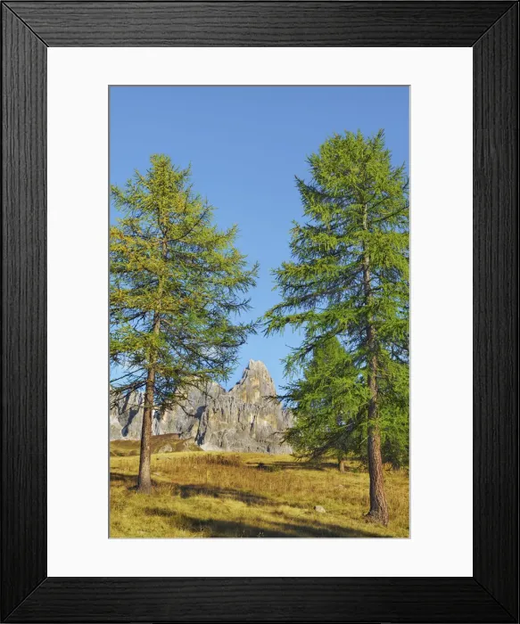Framed Print : European larch and Cimon della Pala - Italy, Trentino-Alto Adige, Trentino Framed Print : European larch and Cimon della Pala - Italy, Trentino-Alto Adige, Trentino