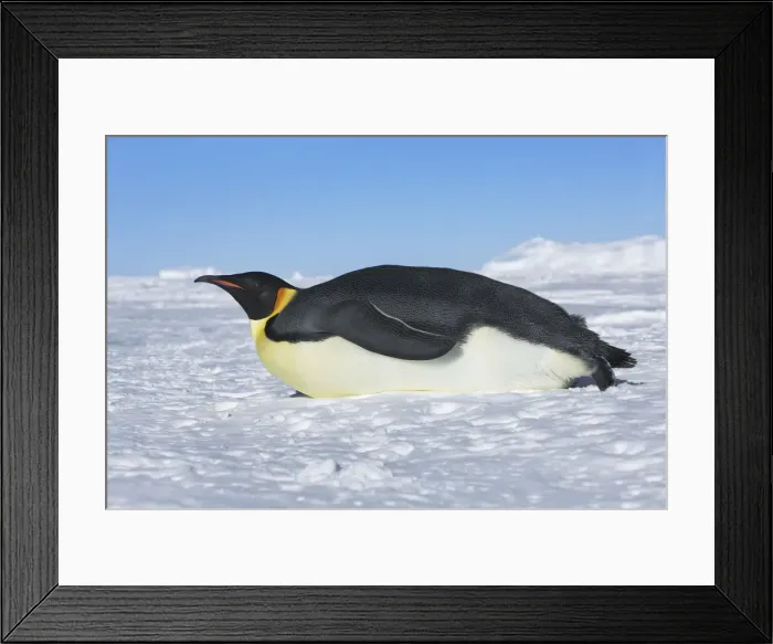 Framed Print : Emperor penguin - Antarctica, Weddell Sea, Queen Maud Land, Ekstrom Ice Shelf, Atka Bay Framed Print : Emperor penguin - Antarctica, Weddell Sea, Queen Maud Land, Ekstrom Ice Shelf, Atka Bay