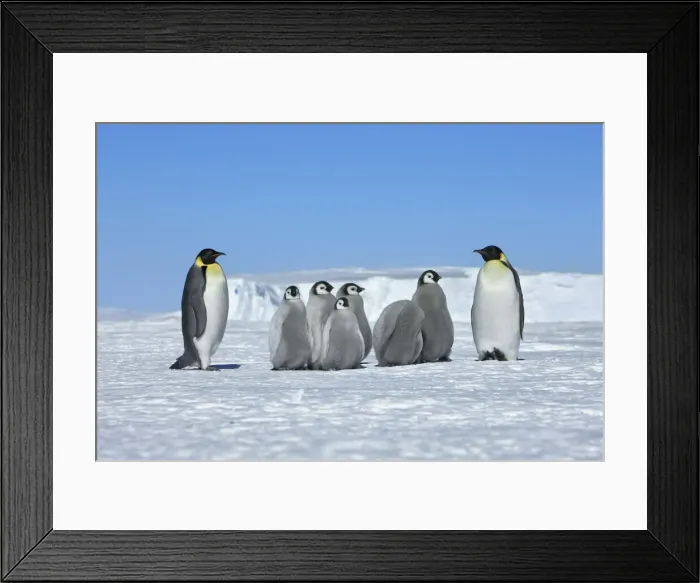 Framed Print : Emperor penguin Adults and chicks - Antarctica, Weddell Sea, Queen Maud Land, Ekstrom Ice Shelf, Atka Bay Framed Print : Emperor penguin Adults and chicks - Antarctica, Weddell Sea, Queen Maud Land, Ekstrom Ice Shelf, Atka Bay