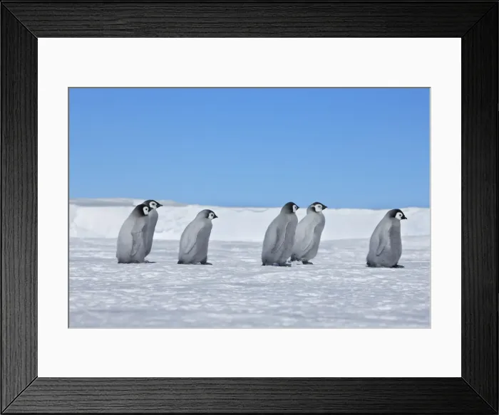 Framed Print : Emperor penguin chicks - Antarctica, Weddell Sea, Queen Maud Land, Ekstrom Ice Shelf, Atka Bay Framed Print : Emperor penguin chicks - Antarctica, Weddell Sea, Queen Maud Land, Ekstrom Ice Shelf, Atka Bay