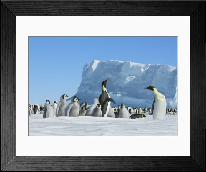 Framed Print : Emperor penguin rookery - Antarctica, Weddell Sea, Riiser Larsen Ice Shelf Framed Print : Emperor penguin rookery - Antarctica, Weddell Sea, Riiser Larsen Ice Shelf