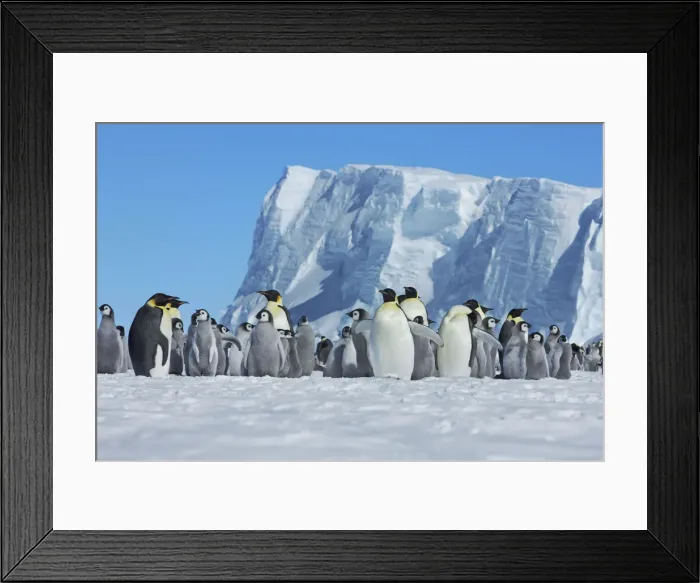 Framed Print : Emperor penguin rookery - Antarctica, Weddell Sea, Riiser Larsen Ice Shelf
