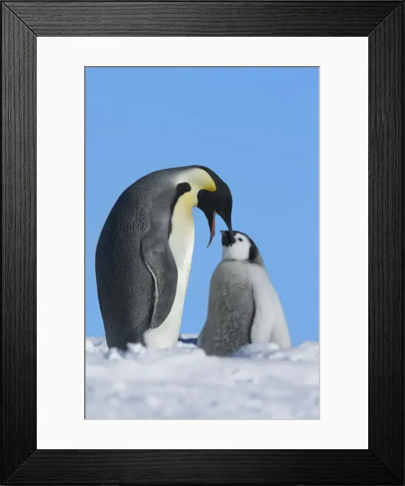 Framed Print : Emperor penguin Parent with chick - Antarctica, Weddell Sea, Riiser Larsen Ice Shelf Framed Print : Emperor penguin Parent with chick - Antarctica, Weddell Sea, Riiser Larsen Ice Shelf